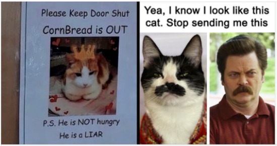 Funny And Relatable Cat Pics And Memes To Brighten Up Your Day