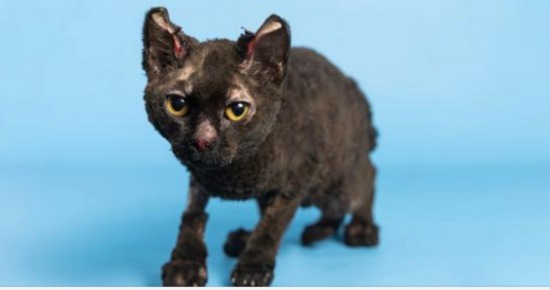 Cat makes incredible recovery after being severely burned in fire — now she’s up for adoption
