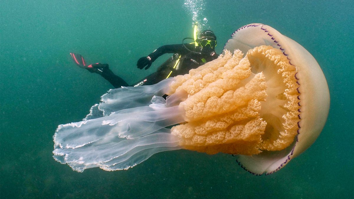 Monstrous Beauty: Encounter with a 10-Foot Giant Jellyfish Off England’s Coast Leaves Onlookers Astonished