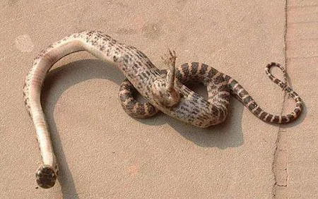 Online Community Puzzled by Revelation of One-Legged Mutant Snake