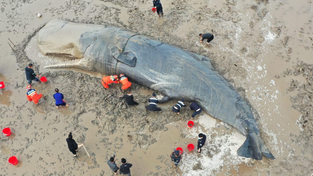 20-Hour-Long Rescue Mission Saves Life of Stranded Whale Weighing 10 Tons