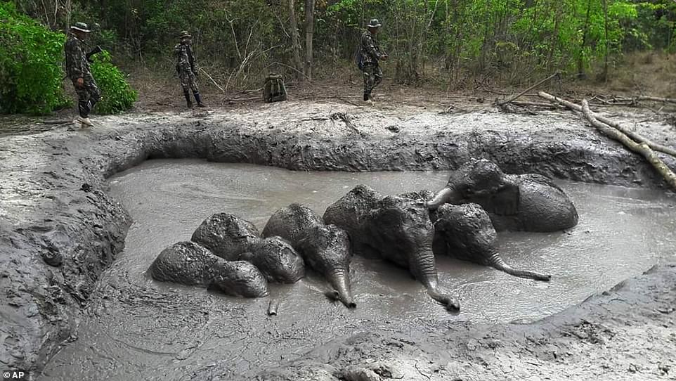 Six Baby Elephants Rescued by Thai Park Rangers from Muddy Pit