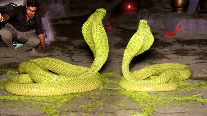 Glimmering Surprise: Villagers Astonished by Golden Snakes Glowing in the Darkness!
