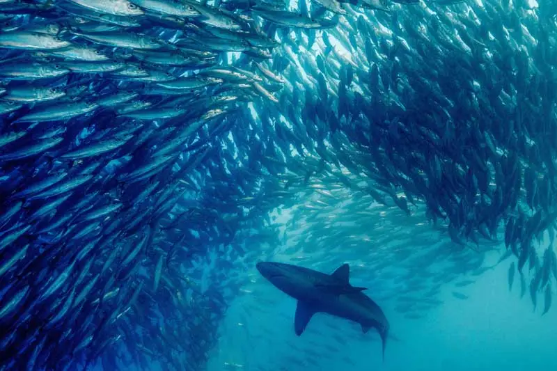 The Sardine Run: South Africa’s Thrilling Annual Spectacle