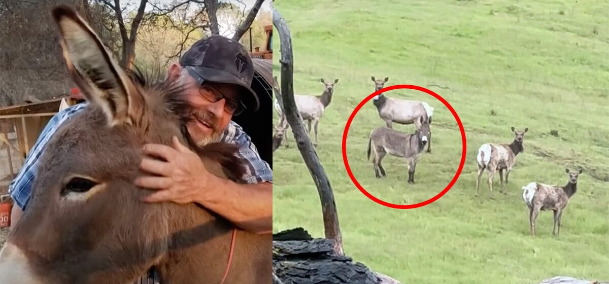 Pet Donkey Thought Dead Found Alive with Unexpected New Family After 5 Years