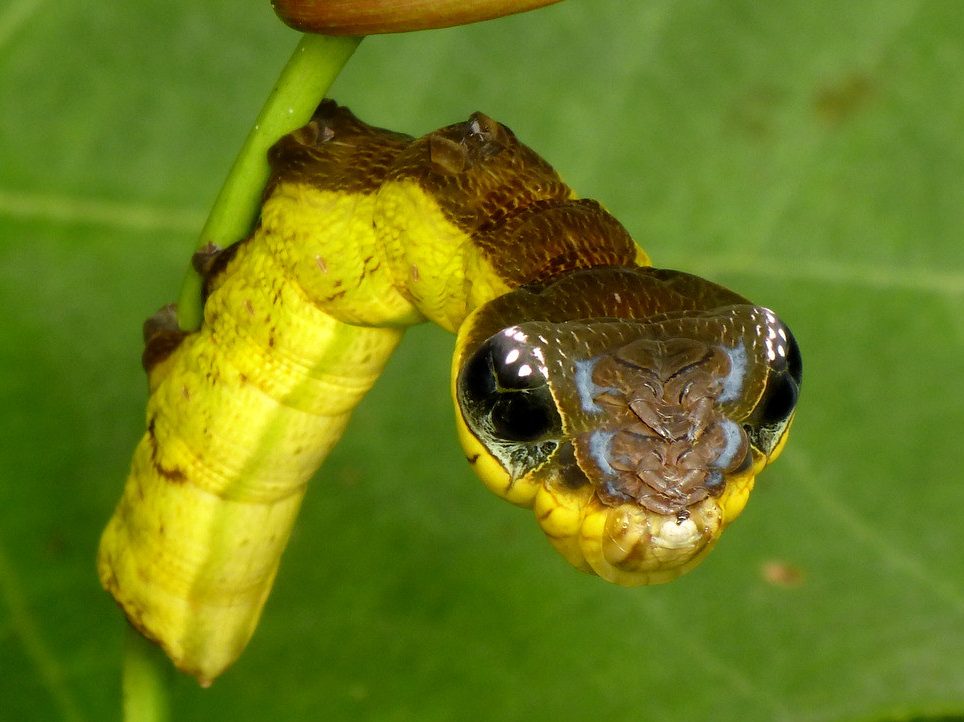 When Threatened, This Caterpillar Mimics a Venomous Snake’s Appearance