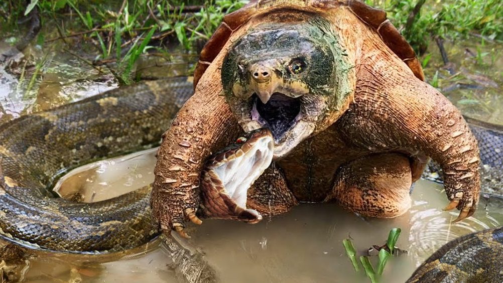 Revelation of Nature: Tense Encounter Between a Shelled Turtle and a Giant Snake Heightens the Drama