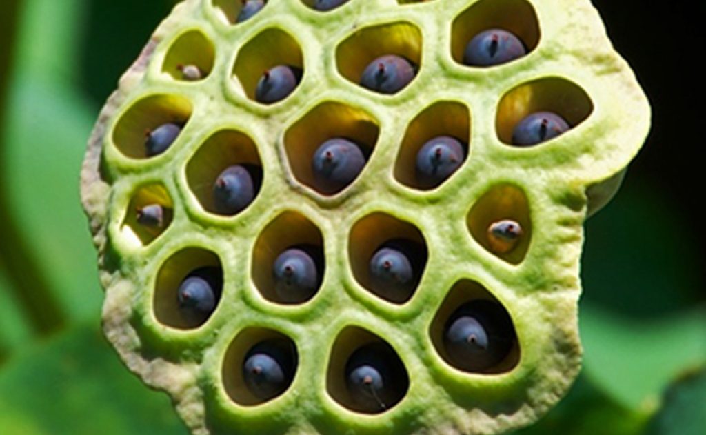 Unraveling Trypophobia: Understanding the Fear of Clustered Holes in 16% of the Population
