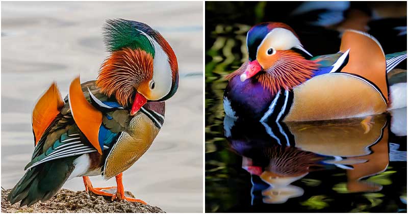 Spectacular Multi-Colored Plumage and Unique Shape: The Mandarin Duck Rocks the Bird World