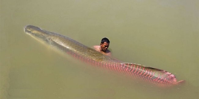 Arapaima gigas: A Closer Look at One of the Largest Freshwater Fish